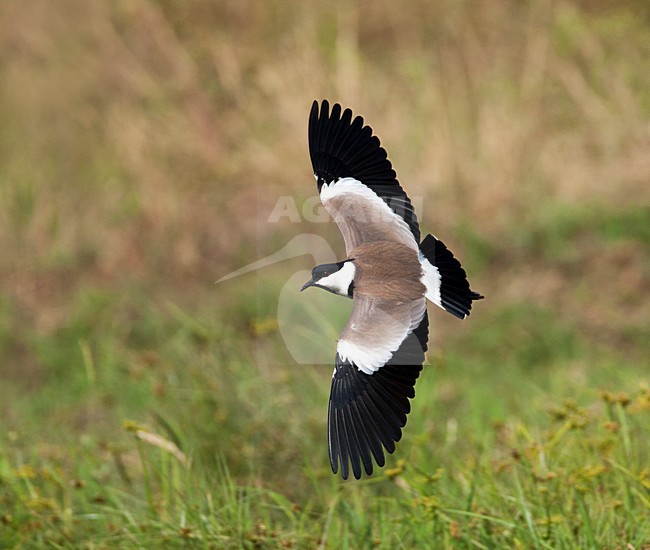 Sporenkievit, Spur-winged Plover, Vanellus spinosus stock-image by Agami/Marc Guyt,