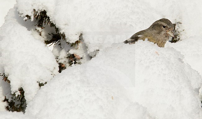 Witbandkruisbek foeragerend in besneeuwe naaldboom, Two-barred Crossbill foraging in snow covered pinetree stock-image by Agami/Markus Varesvuo,