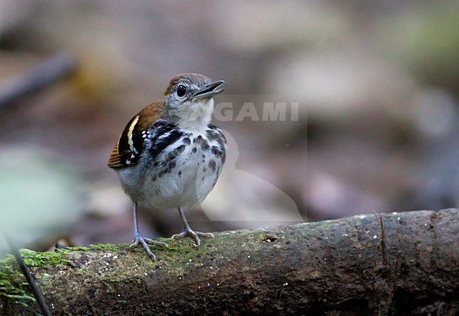 Bandrugmiervogel, Banded Antbird, Dichrozona cincta stock-image by Agami/Dubi Shapiro,