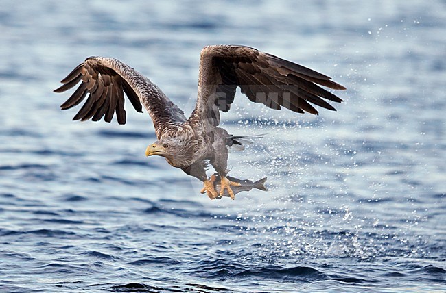 Zeearend adult vliegend met vis; White-tailed Eagle adult flying with fish stock-image by Agami/Markus Varesvuo,