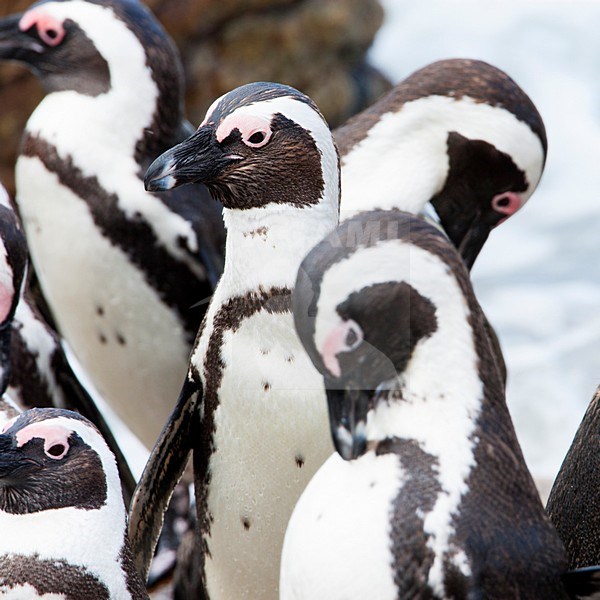 ZwartvoetpinguÃ¯n, Jackass Penguin stock-image by Agami/Wil Leurs,