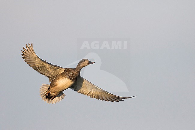 Gadwall - Schnatterente - Anas streperea, Germany, adult male stock-image by Agami/Ralph Martin,