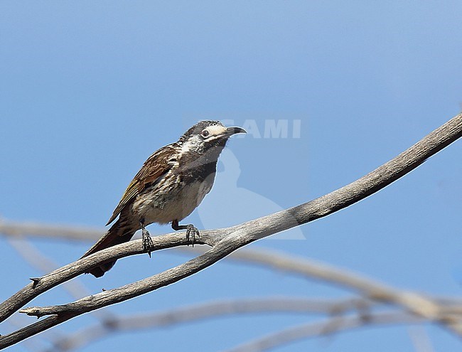 White-fronted Honeyeater (Purnella albifrons) perched in a tree in Australia. stock-image by Agami/Andy & Gill Swash ,