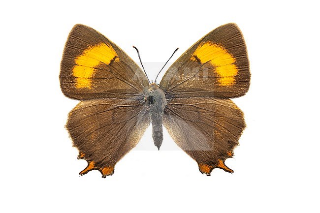 Brown Hairstreak, Sleedoornpage, Thecla betulae stock-image by Agami/Wil Leurs,