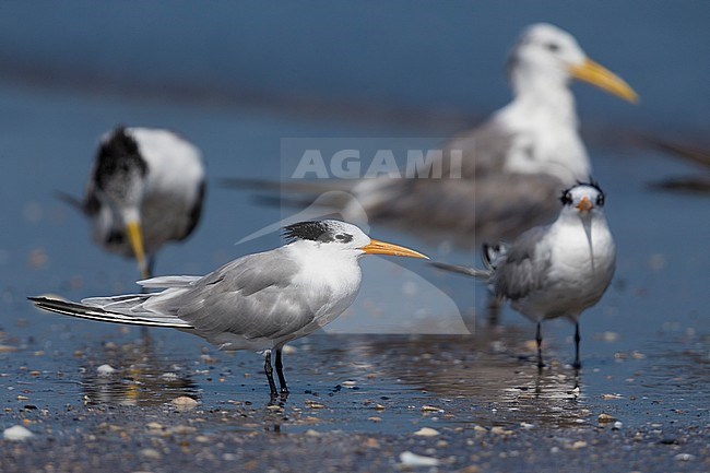 Lesser Crested Tern (Thalasseus bengalensis), standing on a beach, Liwa, Al-Batinah, Oman stock-image by Agami/Saverio Gatto,