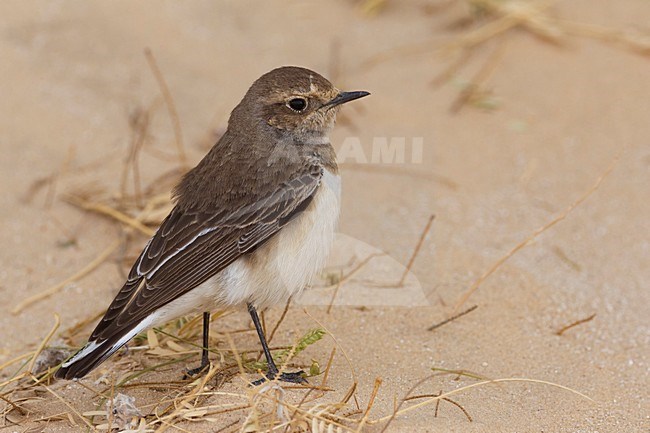 Bonte Tapuit, Pied Wheatear stock-image by Agami/Daniele Occhiato,