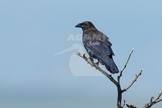 Adult Chihuahuan Raven (Corvus cryptoleucus) perched on a large twig in Brewster County, Texas, USA. stock-image by Agami/Brian E Small,