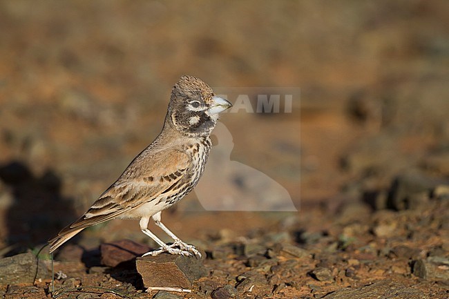 Thick-billed Lark - Knackerlerche - Rhamphocory clotbey, Morocco, male stock-image by Agami/Ralph Martin,