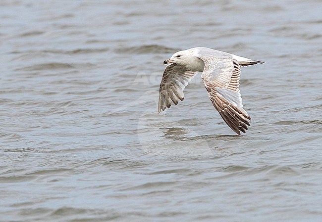 Second summer European Herring Gull (Larus argentatus) flying low over the sea at the beach of Katwijk in the Netherlands, during early summer. stock-image by Agami/Marc Guyt,