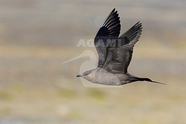 Parasitic Jaeger (Stercorarius parasiticus), side view of a dark morph adult in flight, Southern Region, Iceland stock-image by Agami/Saverio Gatto,