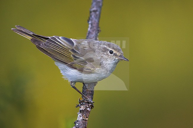 Westelijke Bergfluiter, Western Bonelli's Warbler stock-image by Agami/Daniele Occhiato,