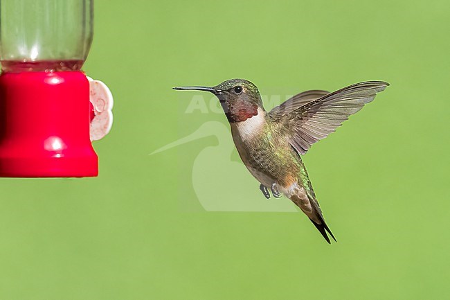 Adult male
Galveston Co., TX
April 2023 stock-image by Agami/Brian E Small,