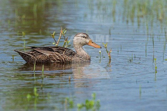 Adult female
Galveston Co., TX
April 2023 stock-image by Agami/Brian E Small,