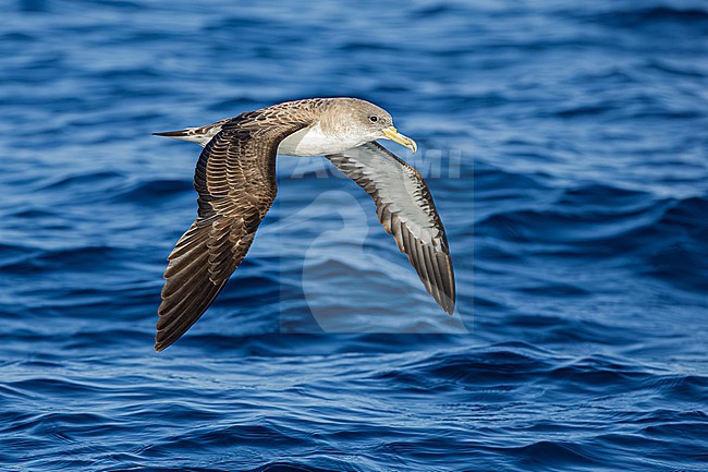  stock-image by Agami/Menno van Duijn,