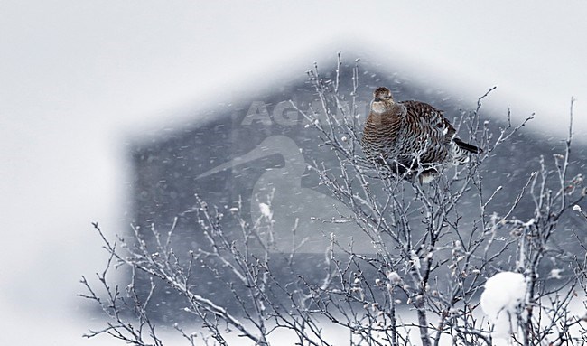 Vrouwtje Korhoen, Black Grouse female stock-image by Agami/Markus Varesvuo,
