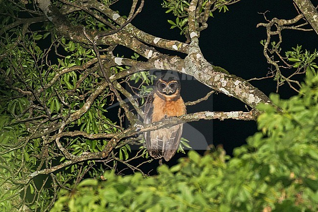 Tawny-browed Owl (Pulsatrix koeniswaldiana) in Paraguay. Perched in a tree at night. stock-image by Agami/Pete Morris,