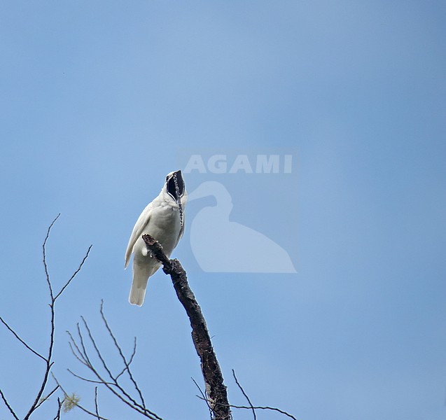 Male White Bellbird (Procnias albus) perched in a tree in Venezuela. stock-image by Agami/Pete Morris,