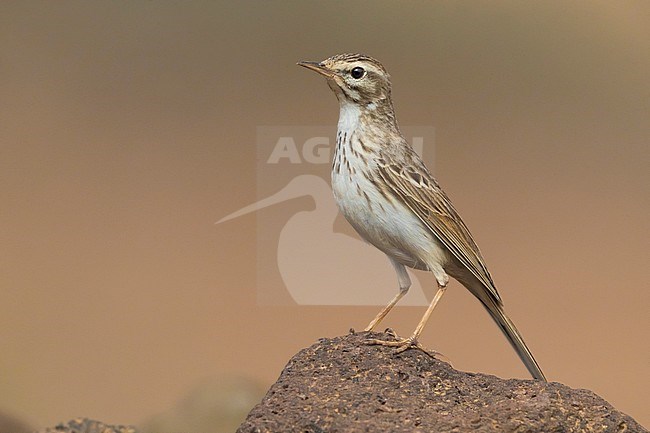 Berthelot's Pipit; Anthus berthelotii stock-image by Agami/Daniele Occhiato,