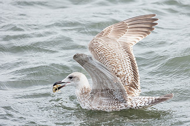 gull stock-image by Agami/Menno van Duijn,