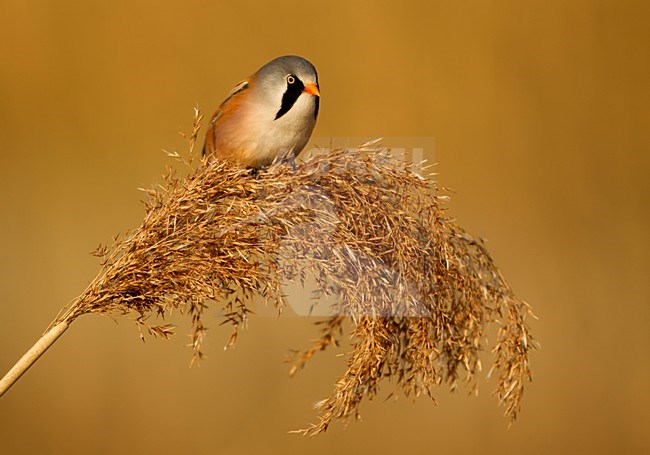 Mannetje Baardman op rietpluim; Male Bearded Reedling on reedplume stock-image by Agami/Danny Green,