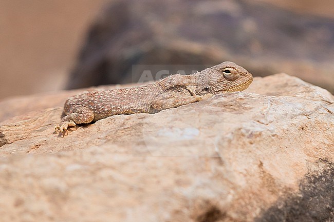 Trapelus mutabilis, juvenile basking on a rock stock-image by Agami/Saverio Gatto,