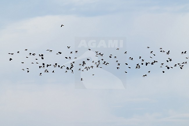 flock of northern lapwing (vanellus vanellus) in flight during autumn migration, found at Fehmarn at the Baltic Sea in Germany stock-image by Agami/Mathias Putze,