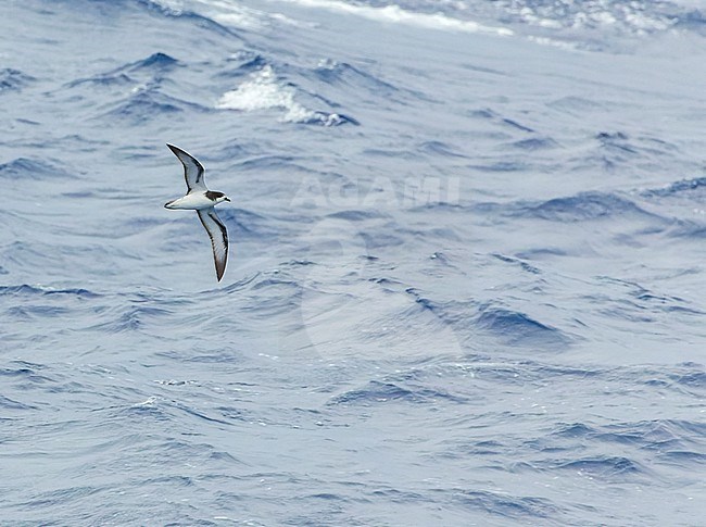 Collared Petrel (Pterodroma brevipes) flying over the Pacific Ocean near New Caledonia. stock-image by Agami/Marc Guyt,