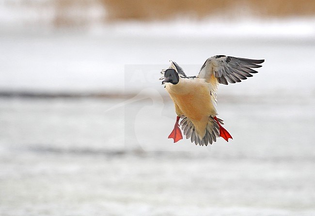 Goosander, Mergus merganser, adult male landing in winter setting at Gentofte Sø in Denmark. stock-image by Agami/Helge Sorensen,