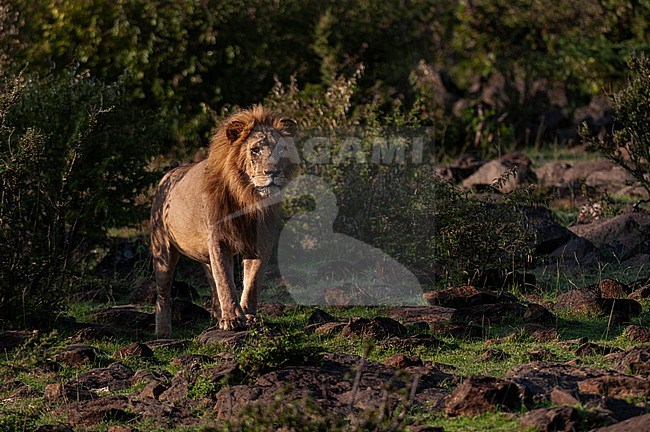 Portrait of a male lion, Panthera leo. Masai Mara National Reserve, Kenya. stock-image by Agami/Sergio Pitamitz,