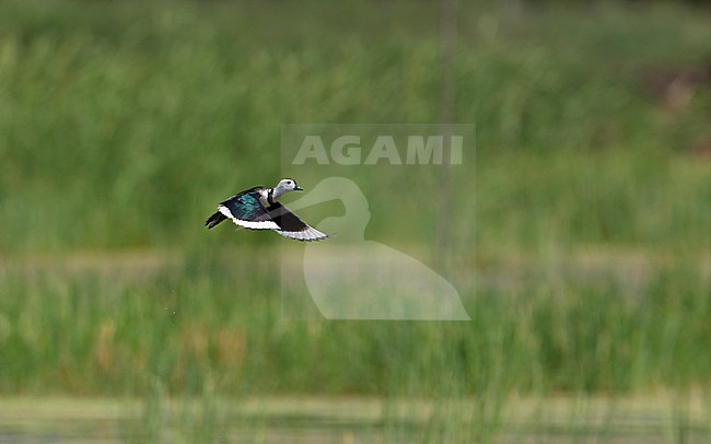 Cotton Pygmy Goose (Nettapus coromandelianus) flying up from reeds at Muang Boran Fish Ponds, Bangkok, Thailand stock-image by Agami/Helge Sorensen,