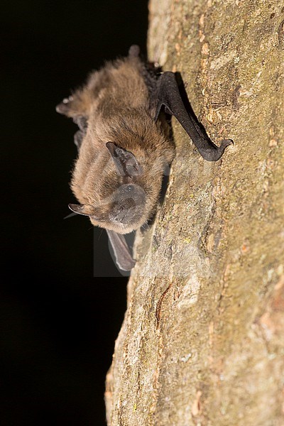 Kuhls Pipistrelle is sitting on a tree stock-image by Agami/Theo Douma,