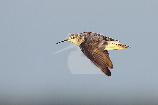 Adult nonbreeding Wilson's Phalarope (Steganopus tricolor) in flight
Galveston Co., TX
May 2016 stock-image by Agami/Brian E Small,