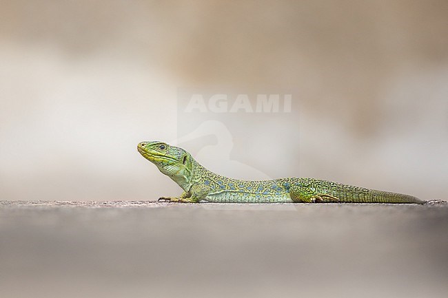 Ocellated Lizard (Timon lepidus) sunbathing on a grave, with an orange background, in Southern France. stock-image by Agami/Sylvain Reyt,