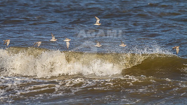 Regenwulp, Eurasian Whimbrel, Numenius phaeopus phaeopus flock on spring migration over sea stock-image by Agami/Menno van Duijn,