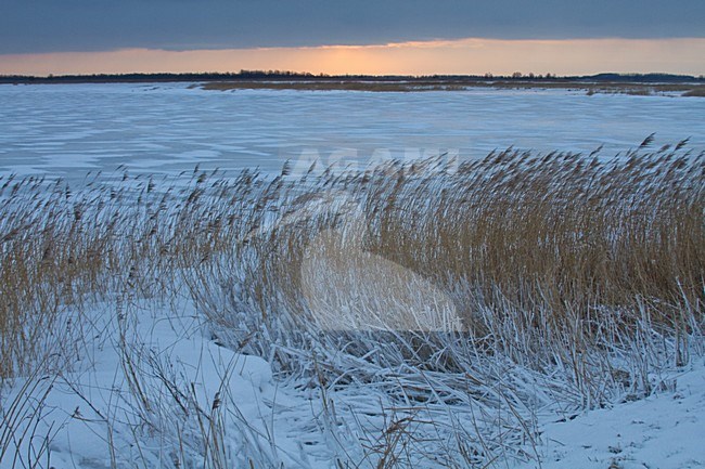 Landschap Ezumakeeg in winter;, Landscape Ezumakeeg in winter stock-image by Agami/Menno van Duijn,