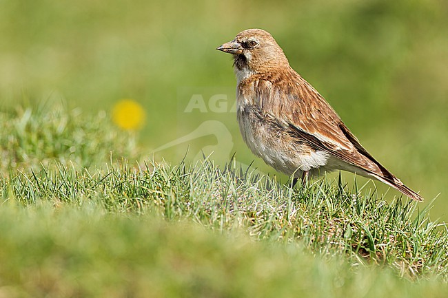 Tibetan Snowfinch (Montifringilla henrici) perched on a the ground in China stock-image by Agami/Dubi Shapiro,