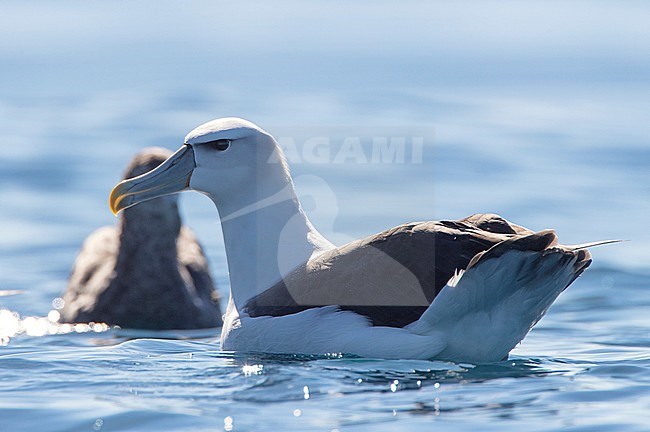 Adult White-capped Albatross (Thalassarche steadi) swimming in the pacific ocean off Kaikoura, South Island, New Zealand. Photographed with backlight. stock-image by Agami/Marc Guyt,