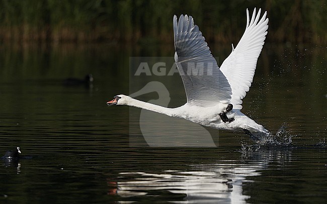 Mute Swan, Cygnus olor, at Rudersdal, Denmark stock-image by Agami/Helge Sorensen,