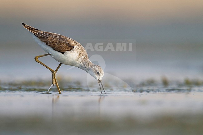 Marsh Sandpiper - TeichwasserlÃ¤ufer - Tringa stagnatilis, Oman, adult, nonbreeding stock-image by Agami/Ralph Martin,