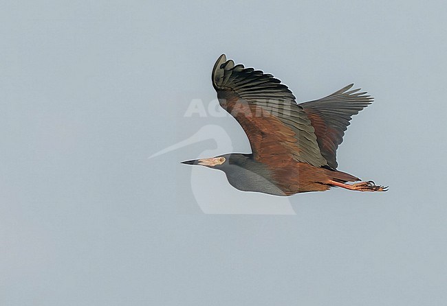 Flying Rufous-bellied Heron, Ardeola rufiventris, in Namibia. stock-image by Agami/Arie Ouwerkerk,