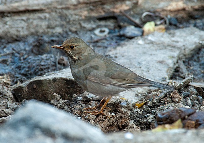 Immature or female Tickell's thrush (Turdus unicolor) standing on the ground in woodland in the foothills of the Himalayas. stock-image by Agami/Marc Guyt,