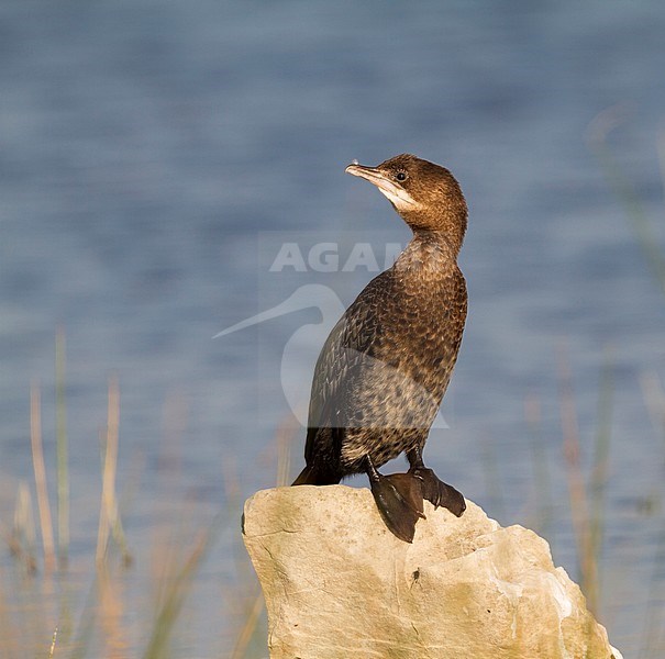 Pygmy Cormorant - Zwergscharbe - Microcarbo pygmaeus, Croatia, 1st cy stock-image by Agami/Ralph Martin,