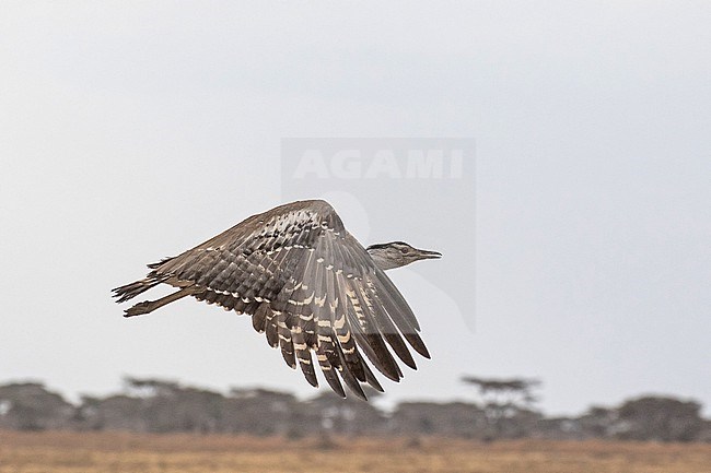 Flying Kori Bustard (Ardeotis kori) in Tanzania. The largest flying bird native to Africa. stock-image by Agami/Pete Morris,