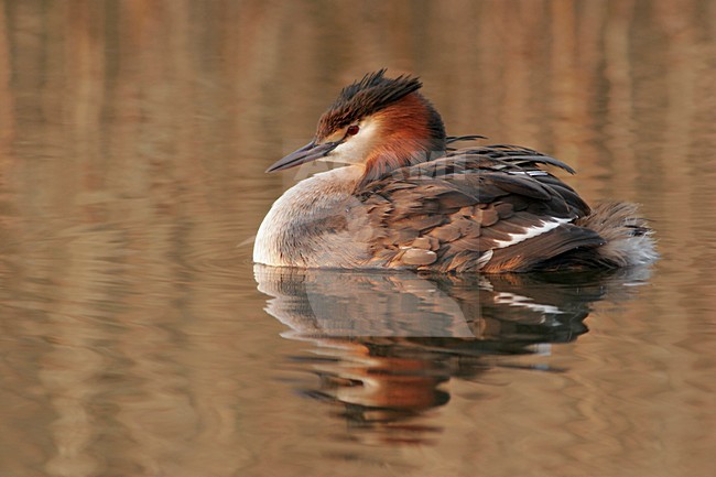 Zwemmende Fuut; Swimming Great Crested Grebe stock-image by Agami/Karel Mauer,