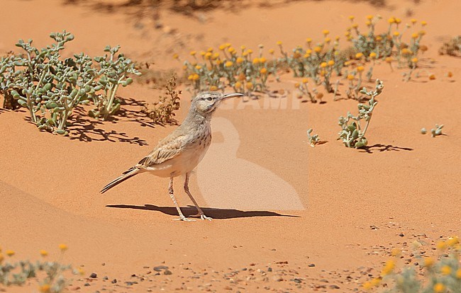 A Greater Hoopoe-Lark in the Erg Chebbi Desert in Morocco stock-image by Agami/Jacques van der Neut,