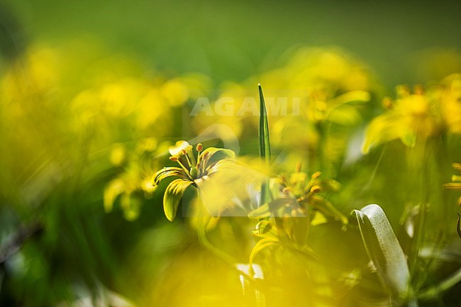 Yellow Star-of-Bethlehem flowers stock-image by Agami/Wil Leurs,