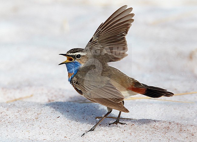 Bluethroat Norway Sinirinta Luscinia svecica stock-image by Agami/Tomi Muukkonen,