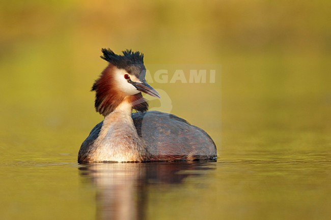 fuut voorbij zwemmend; Great crested Grebe swimming; stock-image by Agami/Walter Soestbergen,