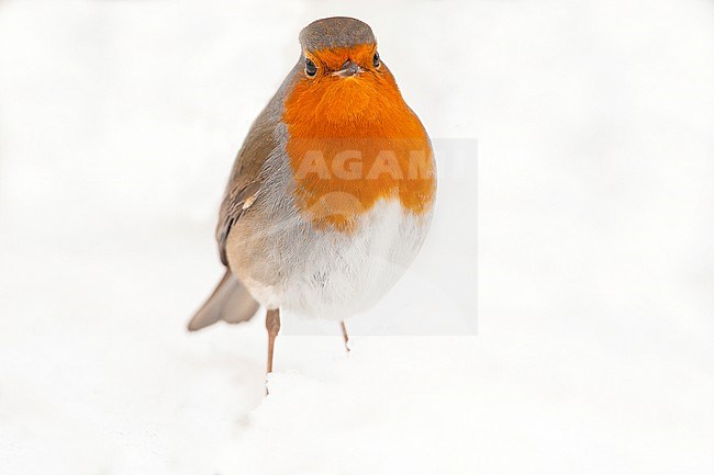 European Robin; Erithacus rubecula stock-image by Agami/Wil Leurs,