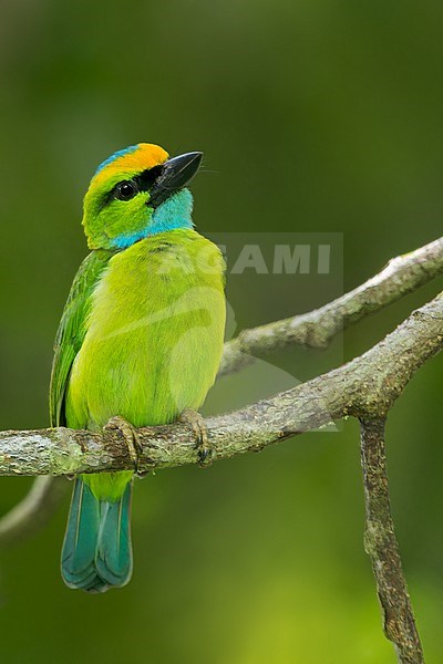 Yellow-crowned Barbet (Psilopogon henricii) Perched on a branch in Borneo stock-image by Agami/Dubi Shapiro,